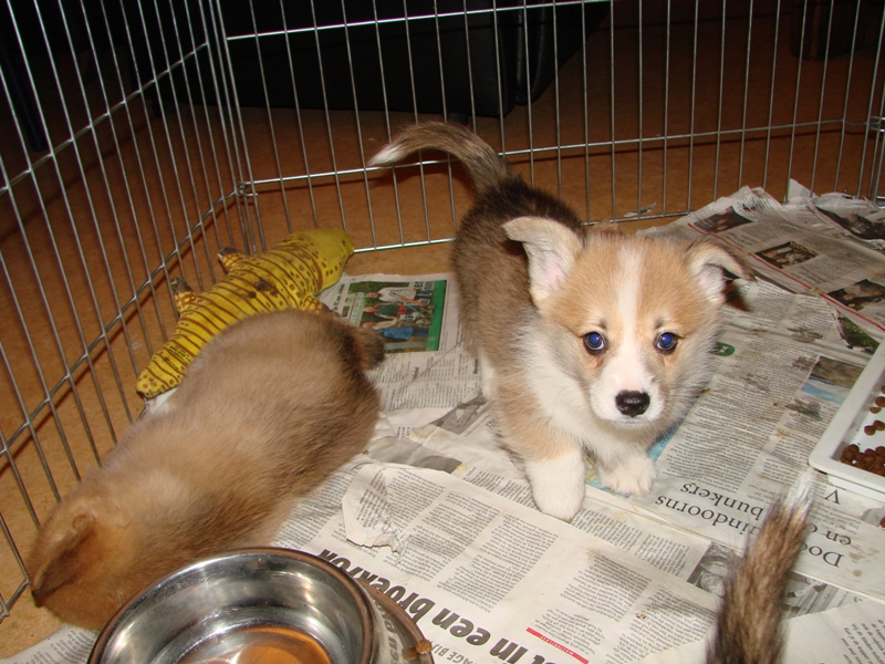 Puppies